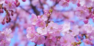 Japon : les sakura bien trop tôt en fleurs selon une étude