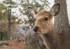 A Nara, une association veut sauver les cerfs des déchets plastiques