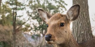 A Nara, une association veut sauver les cerfs des déchets plastiques