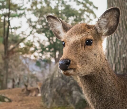 A Nara, une association veut sauver les cerfs des déchets plastiques
