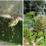 5-jorogumo-araignees