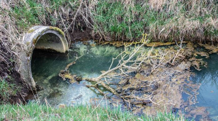 Minamata, un village de pêcheurs contaminé au mercure