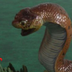 La traque du Tsuchinoko, serpent légendaire japonais