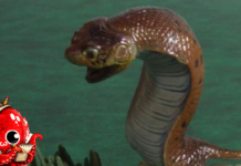 La traque du Tsuchinoko, serpent légendaire japonais