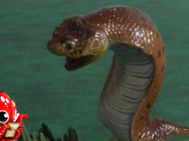 La traque du Tsuchinoko, serpent légendaire japonais