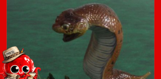 La traque du Tsuchinoko, serpent légendaire japonais