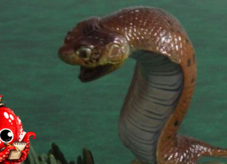 La traque du Tsuchinoko, serpent légendaire japonais