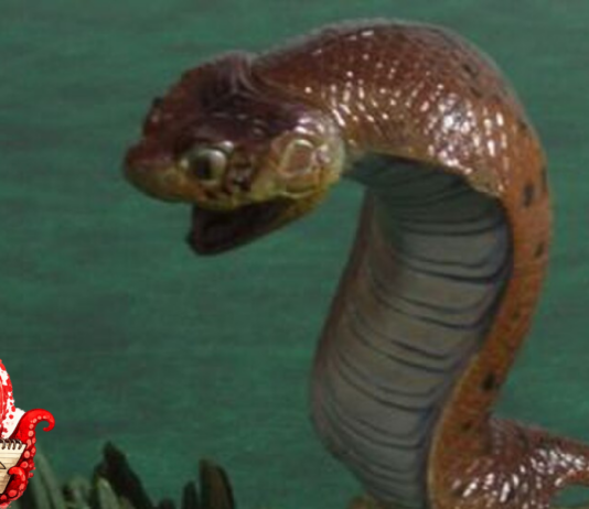 La traque du Tsuchinoko, serpent légendaire japonais