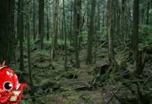 Aokigahara : la forêt au pied du Fuji où l’on vient mourir