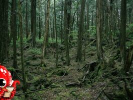Aokigahara : la forêt au pied du Fuji où l’on vient mourir