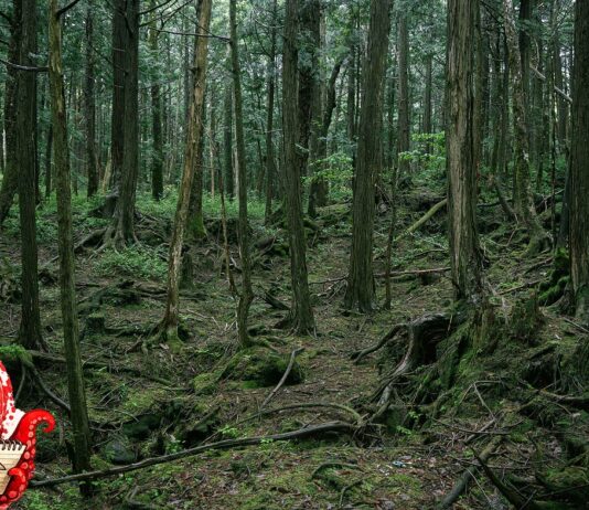 Aokigahara : la forêt au pied du Fuji où l’on vient mourir